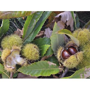 Gaštan jedlý (Castanea Sativa) ´PRÉCOCE MIGOULE´ - výška 160-180 cm, obvod kmeňa 4/6 cm, kont. C12L